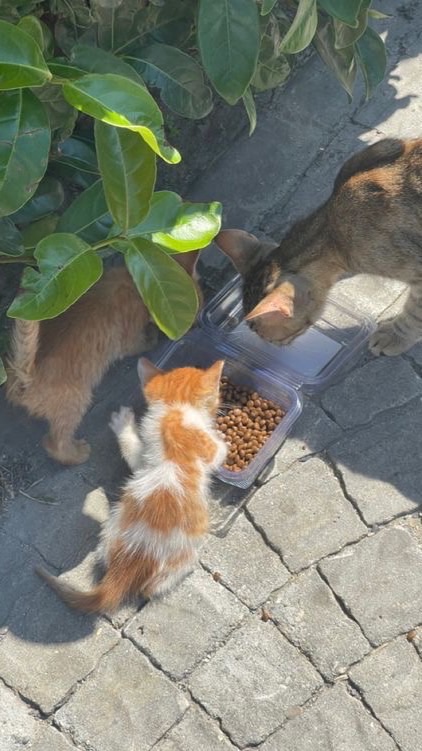 Purrrr 🇹🇭🐈