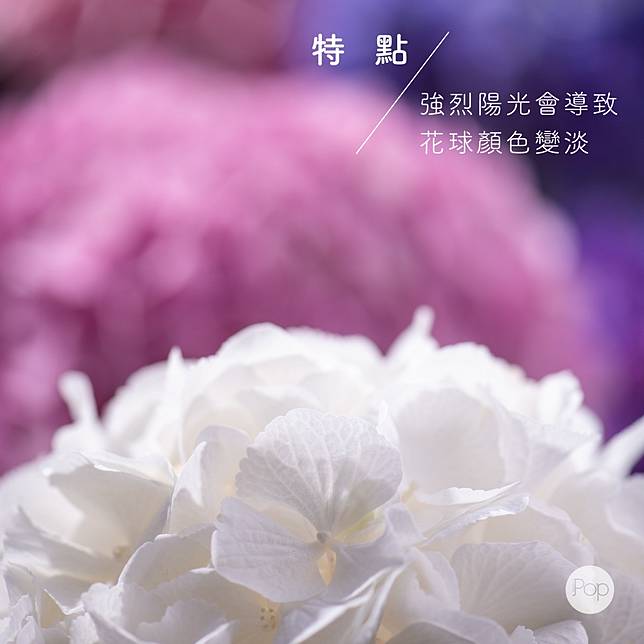 七月誕生花 繡球花 Metro Pop Line Today