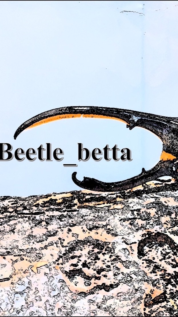 Beetle.betta 甲蟲競標區/技術討論