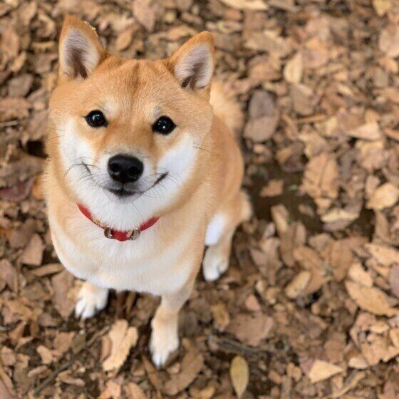 犬が幸せを感じているときに見せる サイン