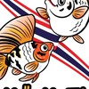 Molly Me Club ปลาบอลลูนนำเข้า คัดเกรด