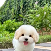 Churopuppy TH