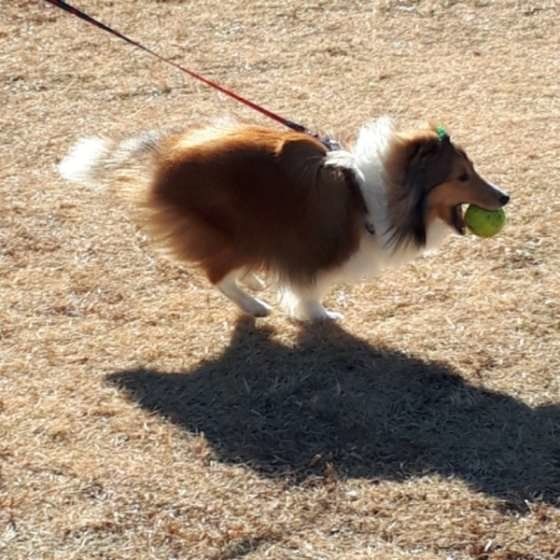 犬の謎行動 うんちをする前に暴れる そのワケとは