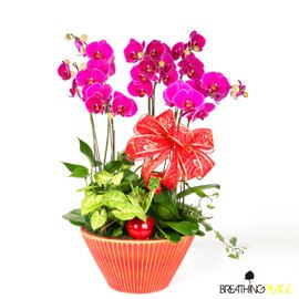 【綠化小舖-送禮擺飾精緻蘭花】巨寶紅玫瑰蝴蝶蘭組合盆景