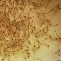 คนเลี้ยงกุ้ง