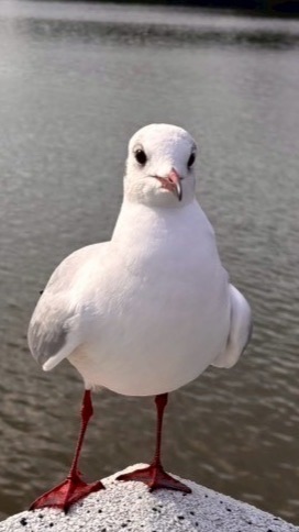 スティールザブレインロット　ここに集まれ！！