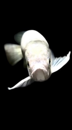 Exotic & Rare Arowana by Thongkhao