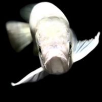 Exotic & Rare Arowana by Thongkhao