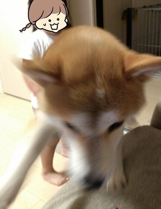 ソファの場所取りを狙う柴犬vs娘ちゃんの仁義なき戦い