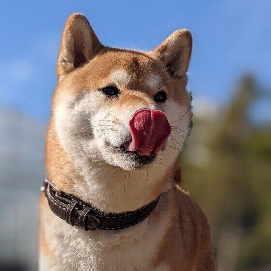 犬が舌なめずりする理由 かわいい画像もご紹介 いぬのきもちnews