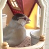 🌺文鳥カフェ🌺 文鳥＊野鳥＊小鳥好き💕 憩いサロン