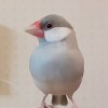 🌺文鳥カフェ🌺 文鳥＊野鳥＊小鳥好き💕 憩いサロン