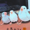 🌺文鳥カフェ🌺 文鳥＊野鳥＊小鳥好き💕 憩いサロン