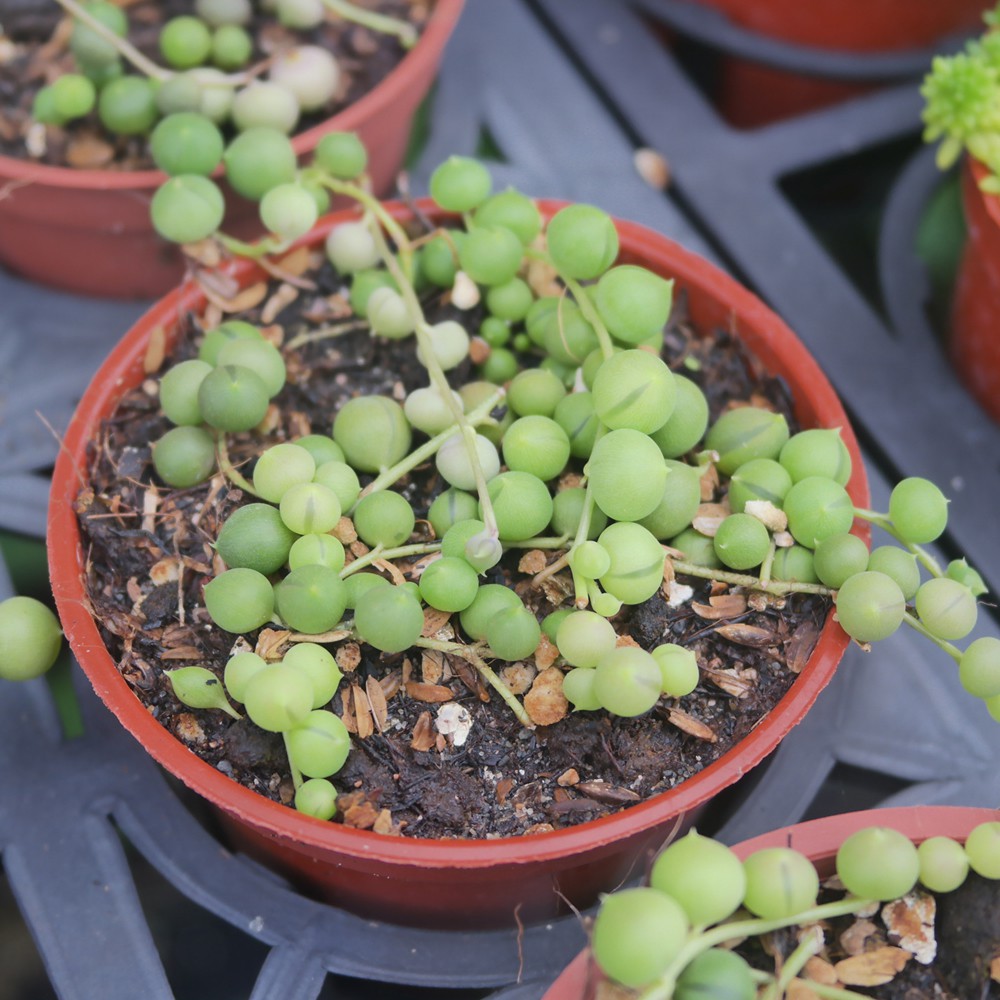 品牌【荳荳多肉植物與小雜貨】【購買前注意事項】1.植物均為活體，都是自然生長，所以每一顆型態不一定相同，圖示僅供參考品種樣貌，出貨時植株生長狀態不一定如相片一模一樣，群生有可能有多有少，大小顆出貨時儘