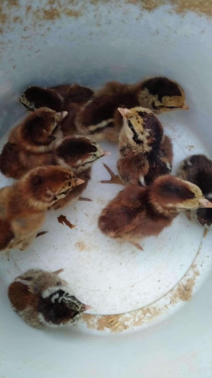 มะลิ ฟาร์มไก่ชน (By ขุนไกร ไก่ชน)