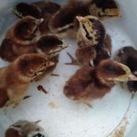 มะลิ ฟาร์มไก่ชน (By ขุนไกร ไก่ชน)