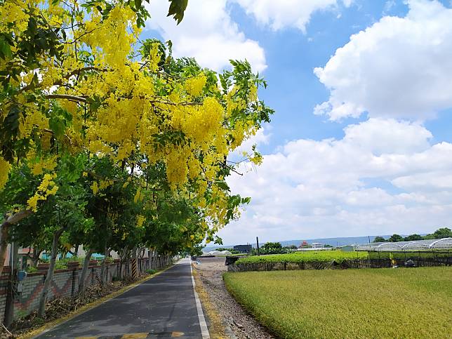 溪湖糖廠附近的阿勃勒美景（圖片提供 / 陳盈利）