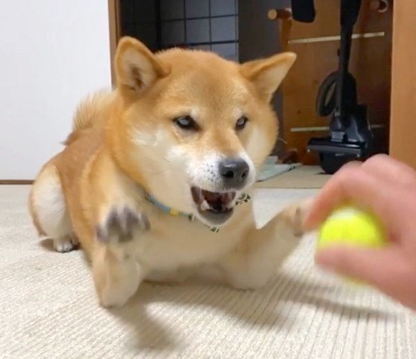 おててばーん する柴犬 スローで見るとおもしろい