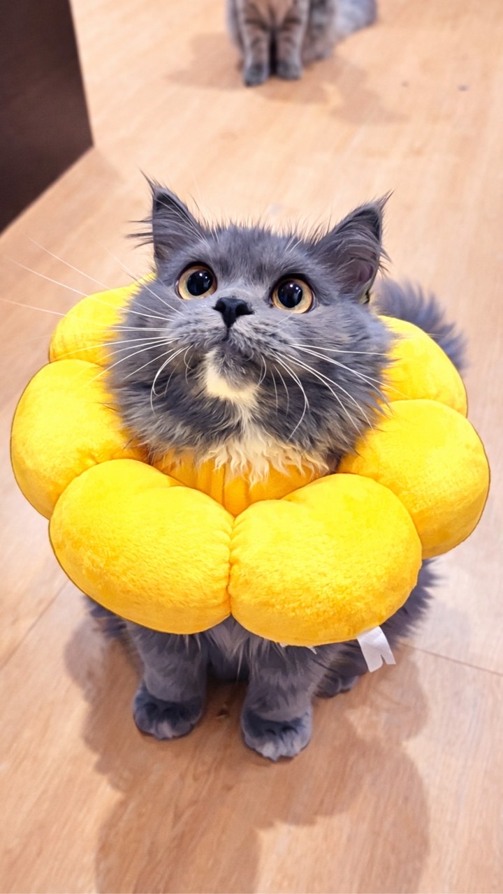 Cloudy_fatcat