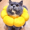 Cloudy_fatcat