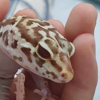守宮交流群