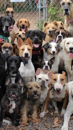 登山犬艦隊