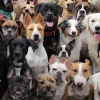 登山犬艦隊