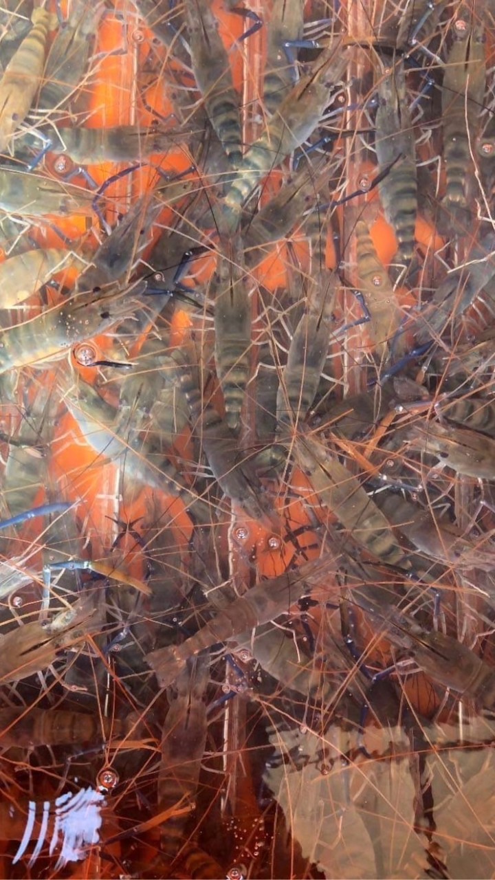 東港鹽埔橋頭泰國蝦