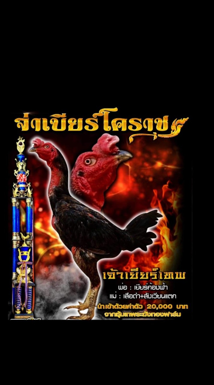 จ่าเบียร์ไก่ชนโคราช