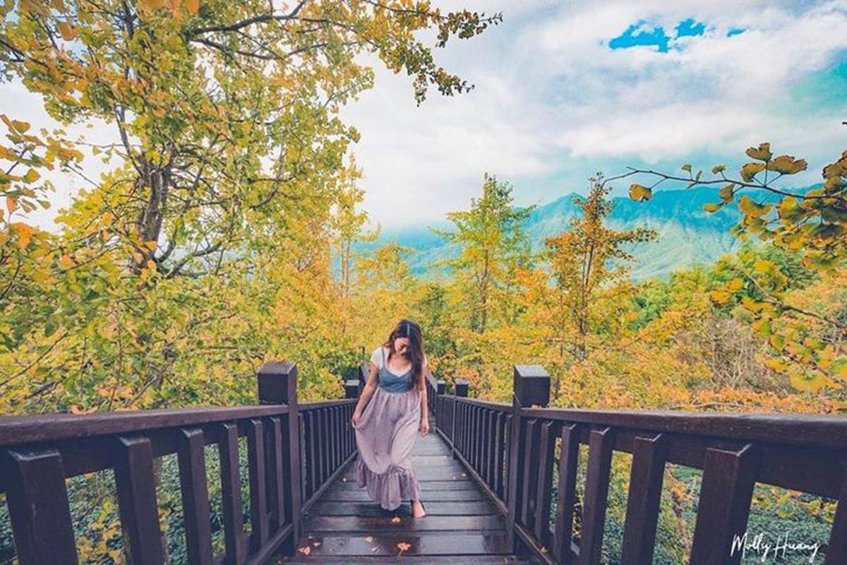 南投最美「銀杏森林」！破20萬坪堪稱「東南亞最大」，搭夕陽雲海如人間仙境