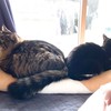 猫奴隷まるまる