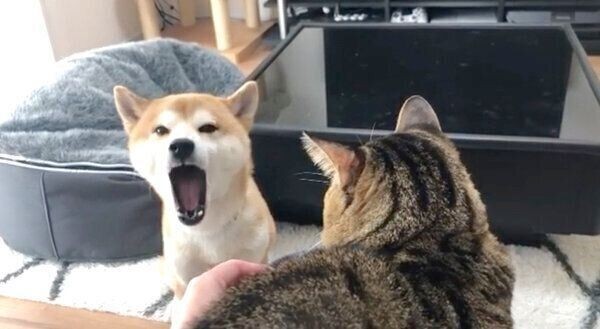 数カ月に1回 ニャーン と鳴く柴犬が可愛さがたまらない いぬのきもちnews