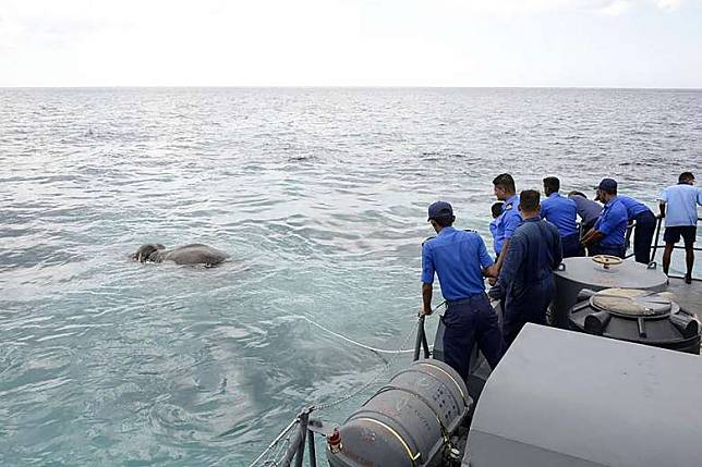 Ajaib! Gajah Ini Ditemukan Berenang Dilaut, Kok Bisa?