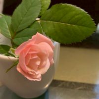 阿倫精油團購