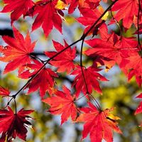 国家公務員一般職（1年目〜管理職未満）