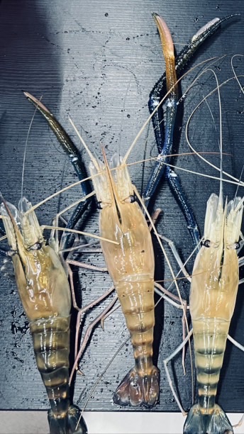 新竹釣蝦研究室