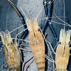 新竹釣蝦研究室