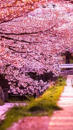 神社⛩とお寺〽️と日本神話🌸～自然🌱が魅せる風景～紡がれてきた名言 格言と思想✨