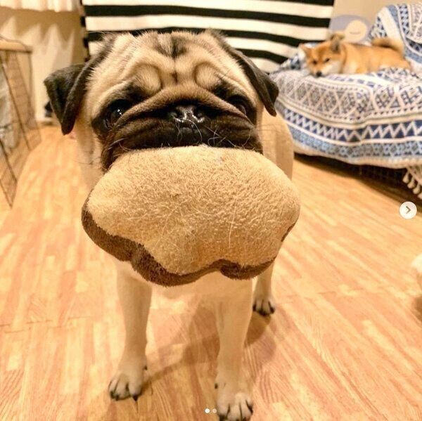 メス犬のおしっこや陰部にまつわるお悩みあれこれ