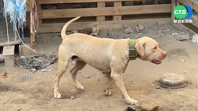 比特犬咬死3歲童屏縣免死尋找認養 華視新聞 Line Today