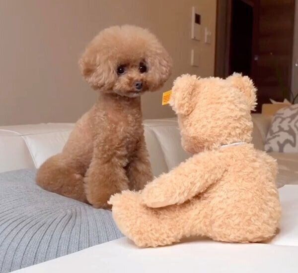 目の前にしゃべるお友達が 犬が見せた行動に称賛の嵐 いぬのきもちnews