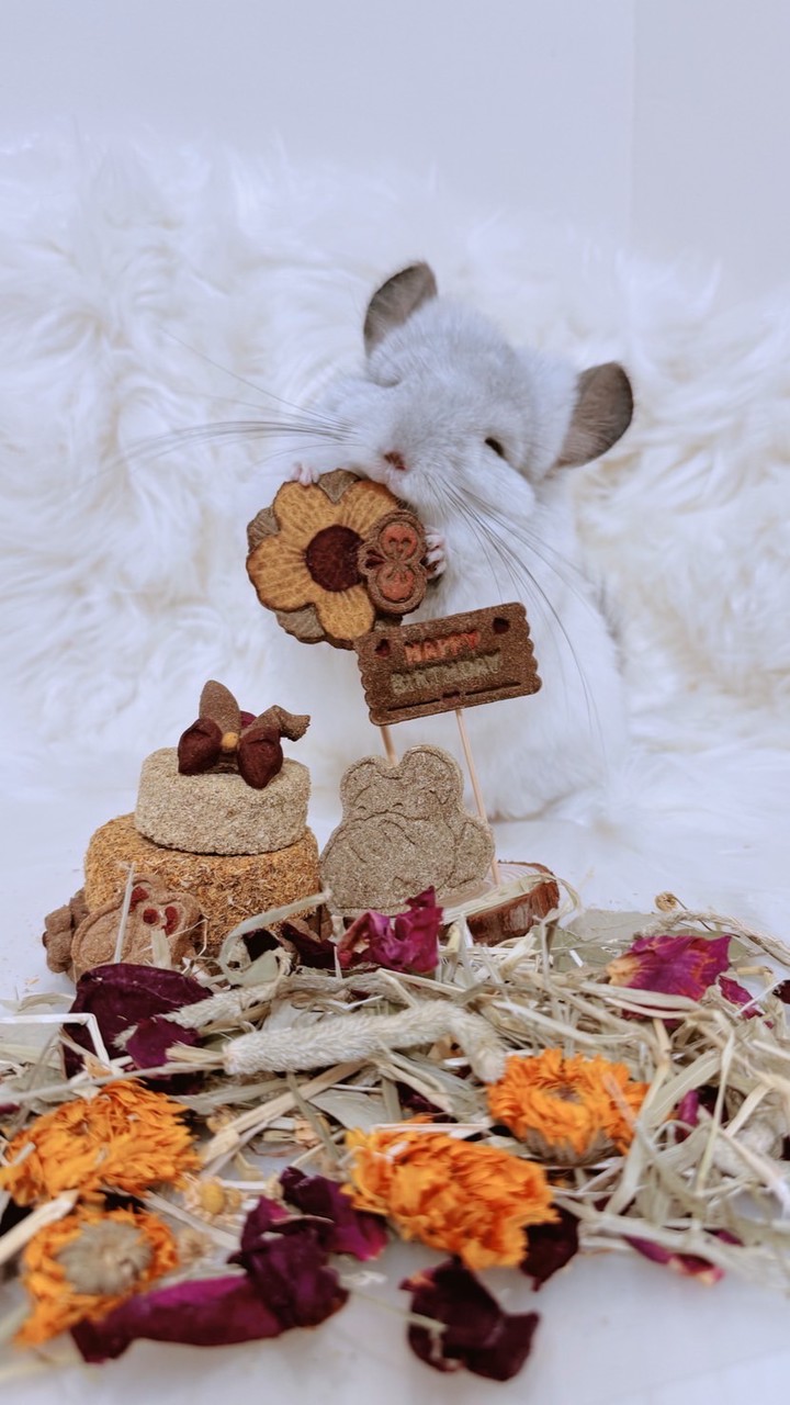 海棠朵躲x奶蓋紫微小糖糖的哥哥們