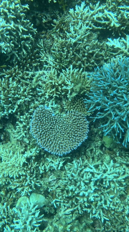 カラフルな珊瑚や珍しい貝(貝殻)🐚🏝️🌅🌊🌊✨✨✨　2021/8/29〜