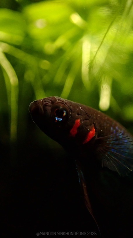 Betta coccina and betta mouthbrooder shop