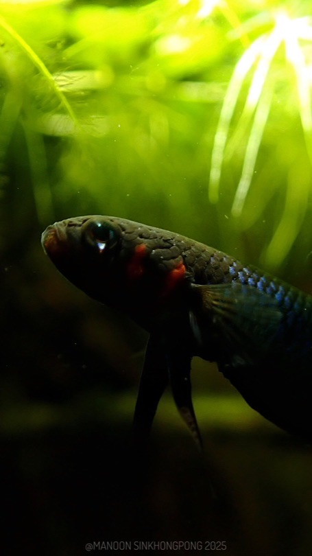 Betta coccina and betta mouthbrooder shop