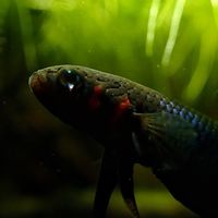 Betta coccina and betta mouthbrooder shop