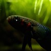 Betta coccina and betta mouthbrooder shop