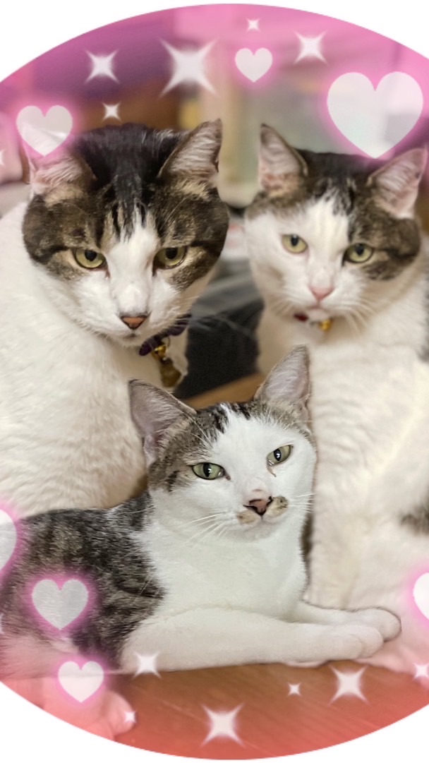Cico(ちこ)🐈ピポれみ