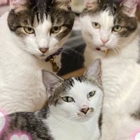 Cico(ちこ)🐈ピポれみ