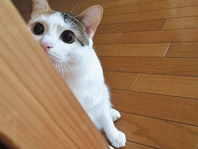 要注意な猫の目の症状8つ ねこのきもちnews